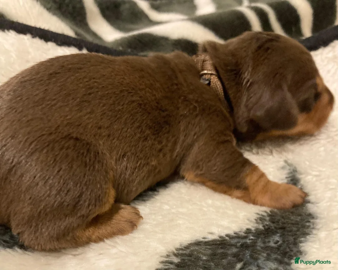 Ruwhaar Teckel honden te koop: Prachtige Standaard Ruwhaar Teckelpuppy’s ,  - Advertentie 2