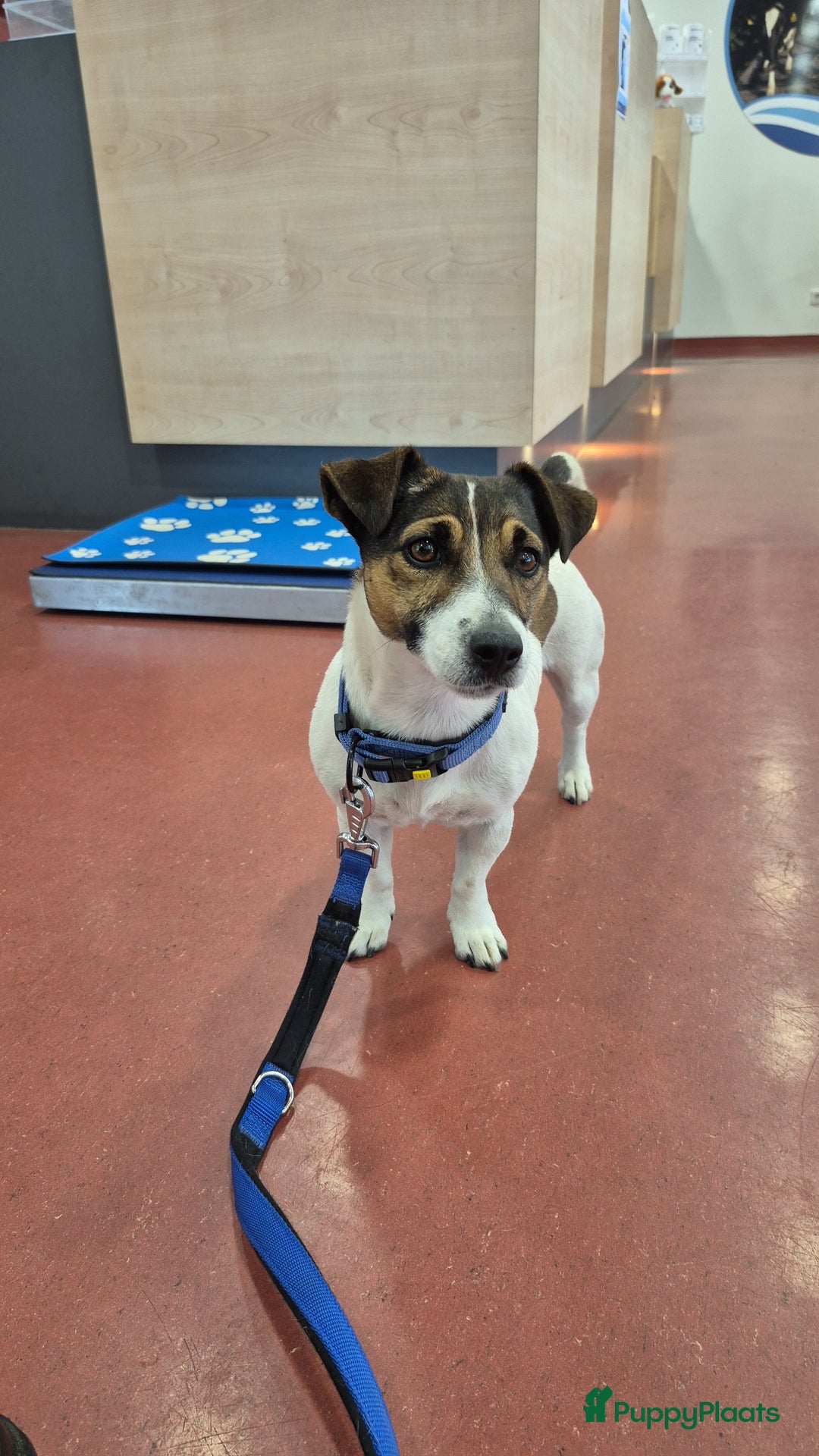 Jack Russel Terriër honden te koop: Merle Jackrussel te koop - Advertentie 3