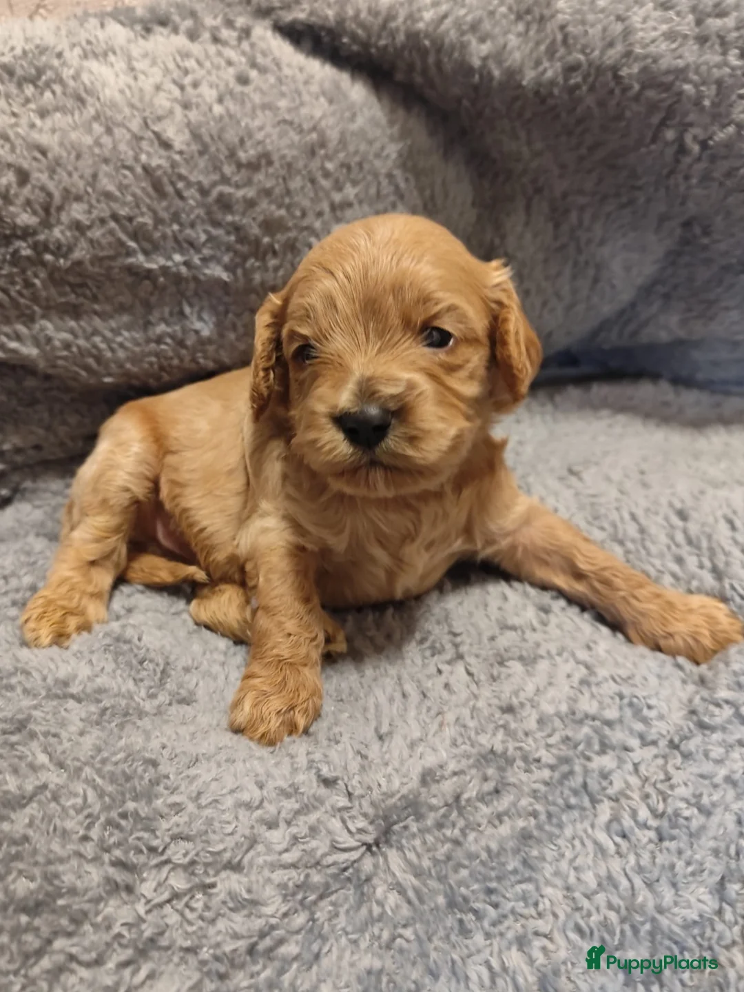 Cavapoo honden te koop: Laatste cavapoo pup teefje beschikbaar  - Advertentie 7