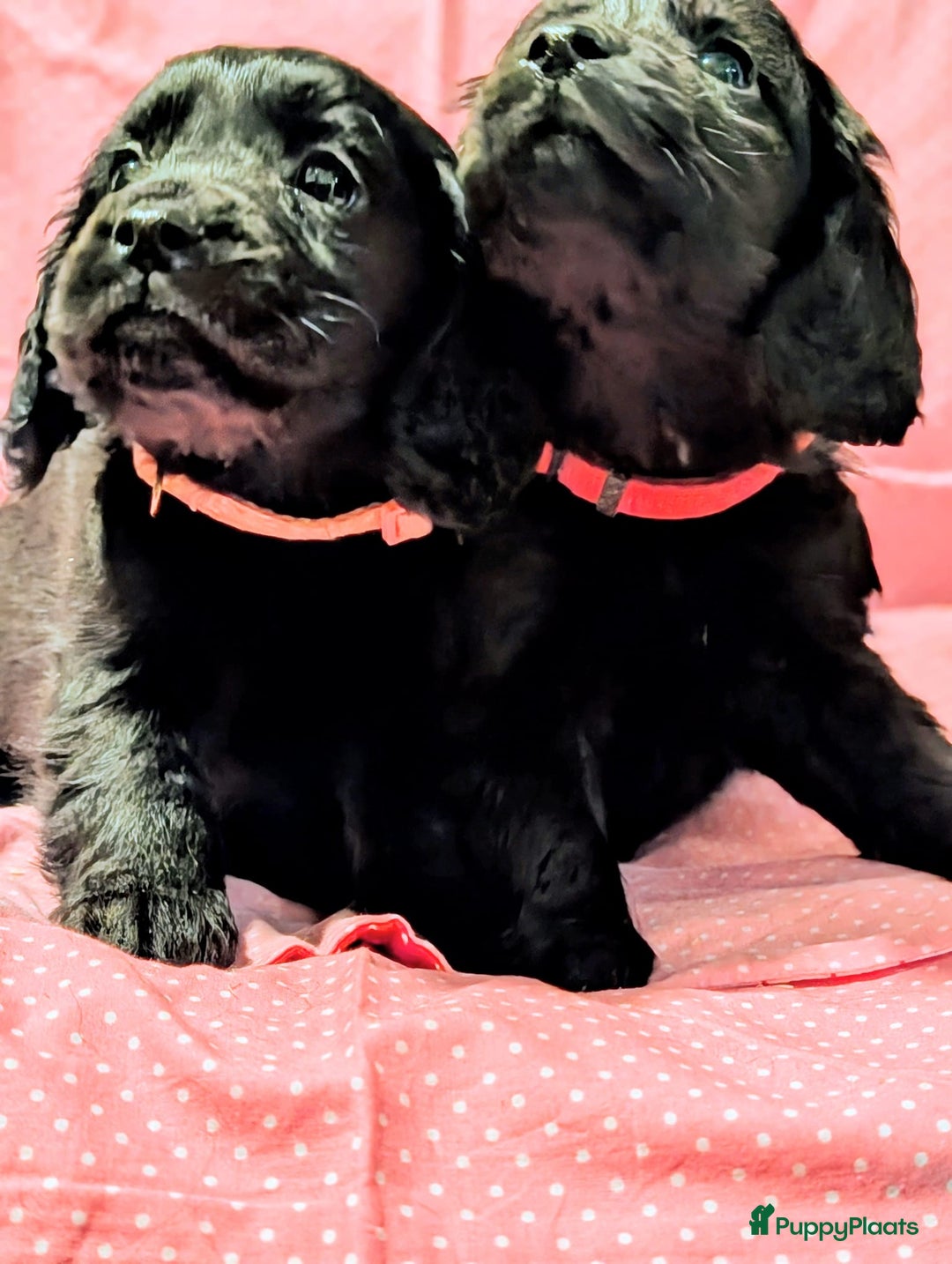 Kruising honden te koop: Kr Engelse cockerspaniel pups.Type Cockapoo - Advertentie 6