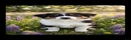 Australian Shepherd honden te koop: Prachtige Australian Shepherd pups - Advertentie 4