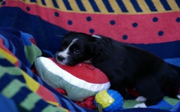 Border Collie honden te koop: Prachtige pups Border Collie/Barbado da Terceira - Afbeelding 14