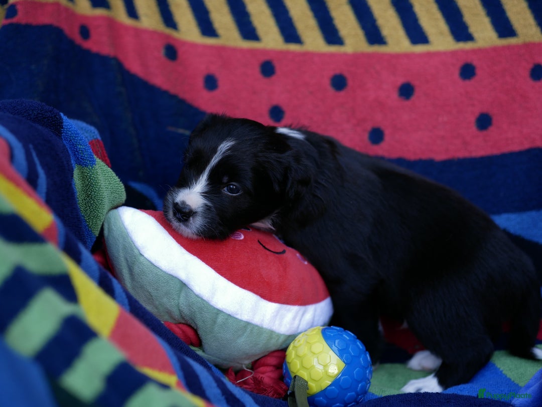 Border Collie honden te koop: Prachtige pups Border Collie/Barbado da Terceira - Afbeelding 14