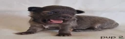 Chihuahua honden te koop: Chihuahua pups - Advertentie 12