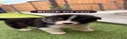Australian Shepherd honden te koop: Nog 3 Australian shepherds beschikbaar  - Advertentie 8