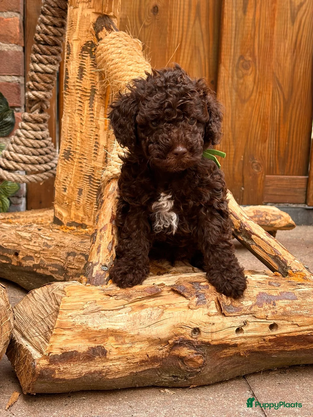 Kruising honden te koop: 2 prachtige La Poodle/ Doodle pups  - Advertentie 2
