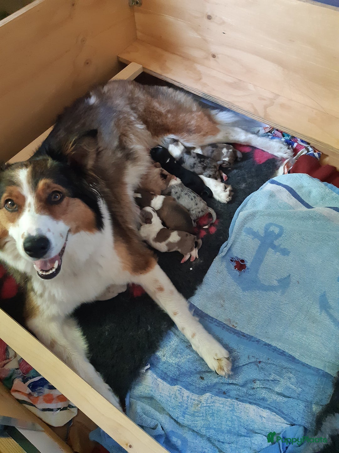Australian Shepherd honden te koop: Australian Shepherd x Bordercollie pups in Linde - Afbeelding 5