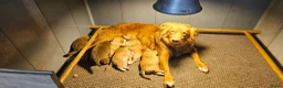 Kruising honden te koop: NSDT  x Australian Shepherd  - Advertentie 1