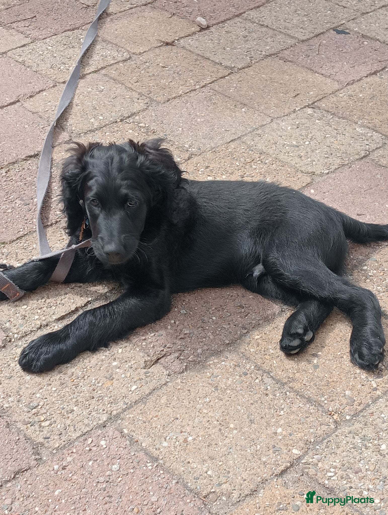 Labradoodle honden Laatste labradoodle puppies, mogen nest verlaten - Advertentie 3