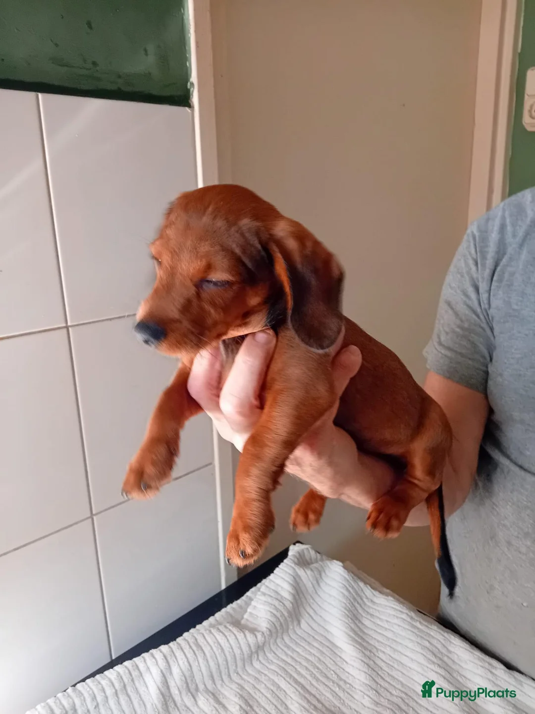 Kruising honden te koop: teckel tussen labradoodles puppy - Advertentie 8