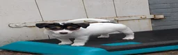 Jack Russel Terriër honden te koop: Nog 4 lieve Jack Russell pups met stamboom  - Advertentie 8