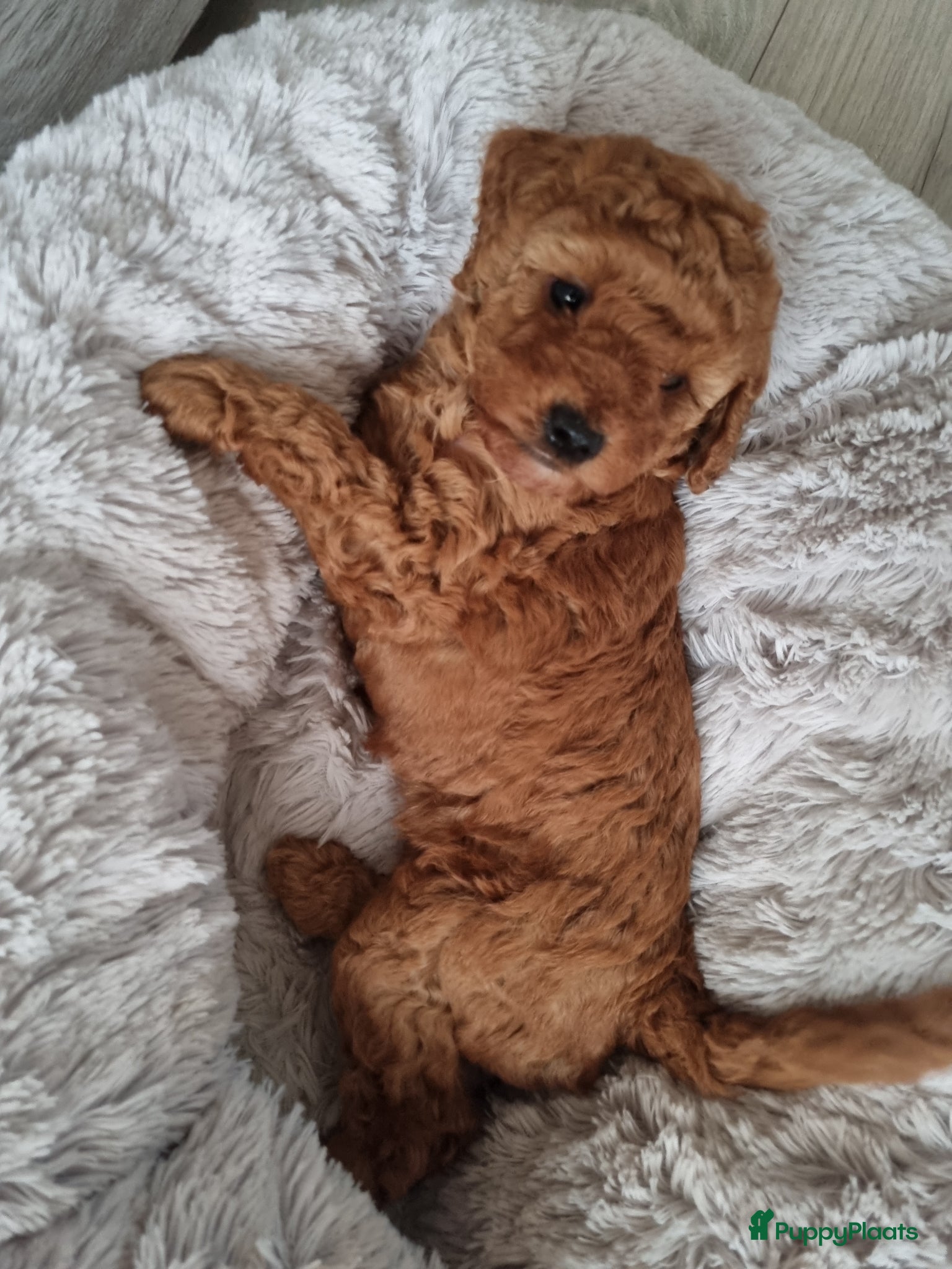 Poedel Toy honden Toy poedel pups - Advertentie 2