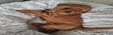 Poedel Toy Puppy 3