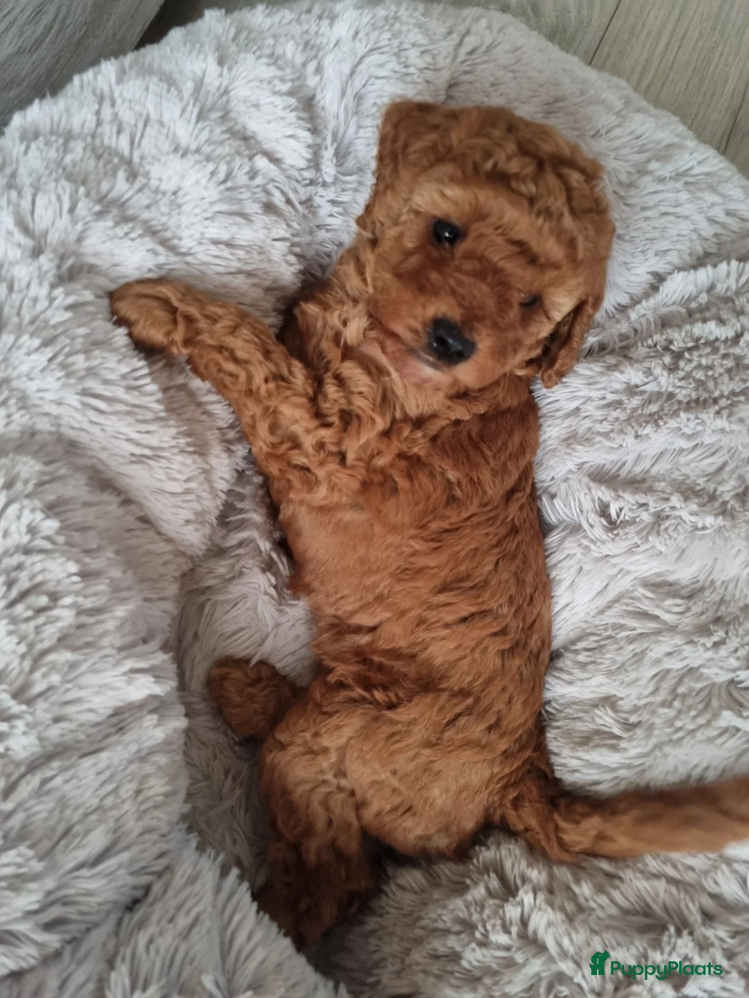 Poedel Toy honden te koop: Toy poedel pups - Advertentie 2