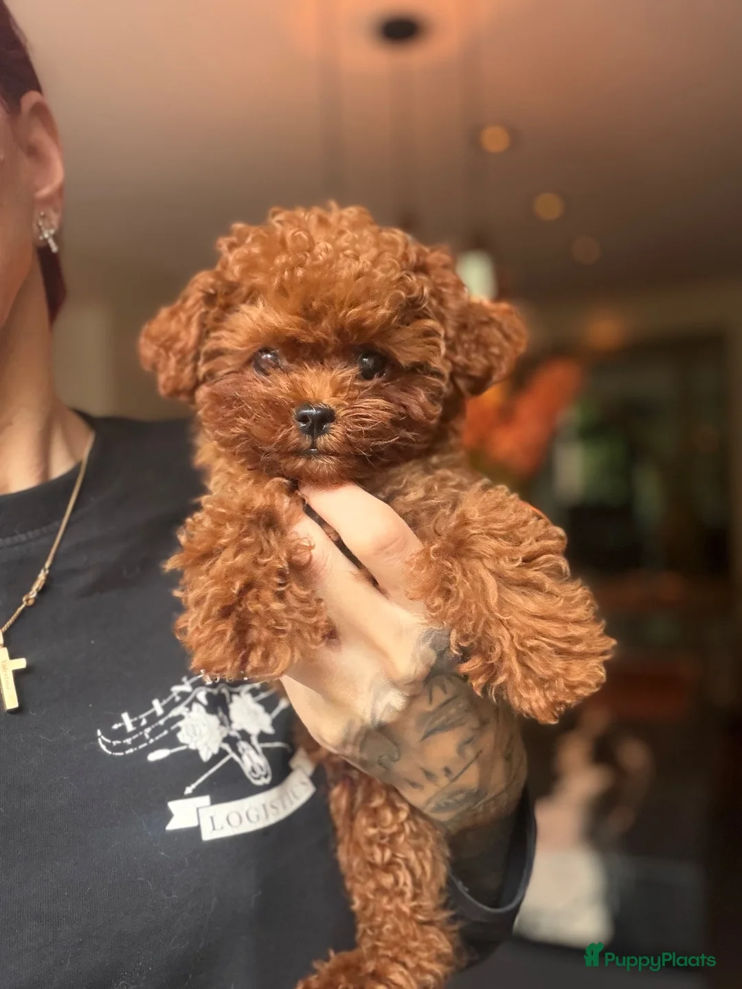 Poedel Toy honden te koop: Rode Asian toy poodle  - Advertentie 7
