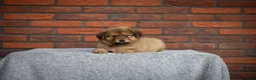 Kruising honden te koop: Gave Toller x Oud Duitse herder pups - Advertentie 2