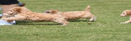 Maltipoo honden te koop: Leuke Maltipoo pups - Advertentie 12