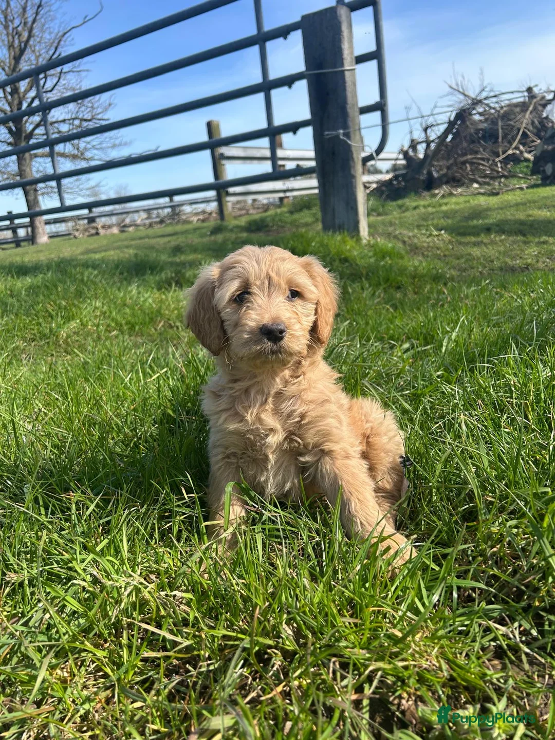 Kruising honden te koop: Mooie goldendoodle pups! - Advertentie 7