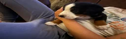 Appenzeller Sennenhond honden te koop: Lieve puppy’s  in Kruiningen - Advertentie 2