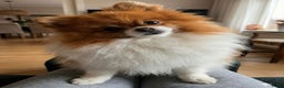 Pomeriaan honden te koop: 🐻 Bear Face Pomeranian – Reu Pup  Beschikbaar  - Advertentie 1