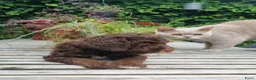 Australian Labradoodle honden te koop: Australian Labradoodle pups - Advertentie 21