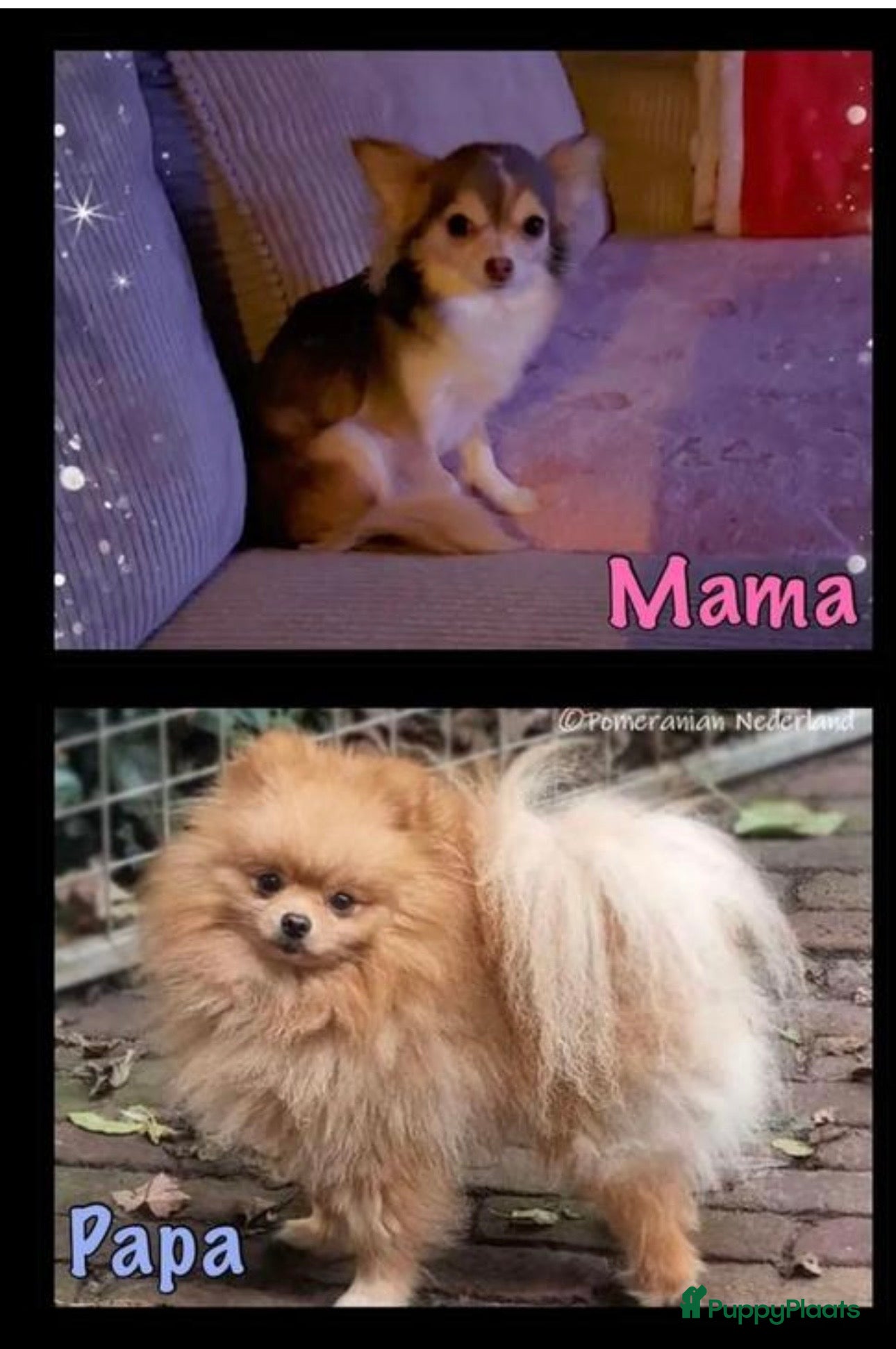 Pomchi honden Pomchi pups  - Advertentie 4