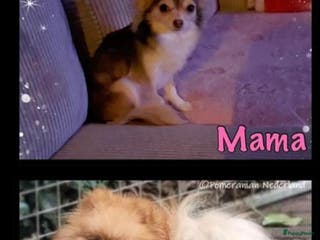 Pomchi honden te koop: Pomchi pups - Advertentie 1