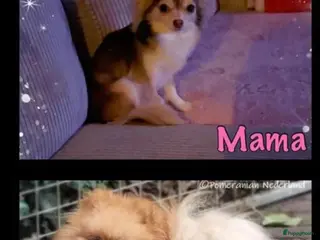 Pomchi honden Pomchi pups - Advertentie 4