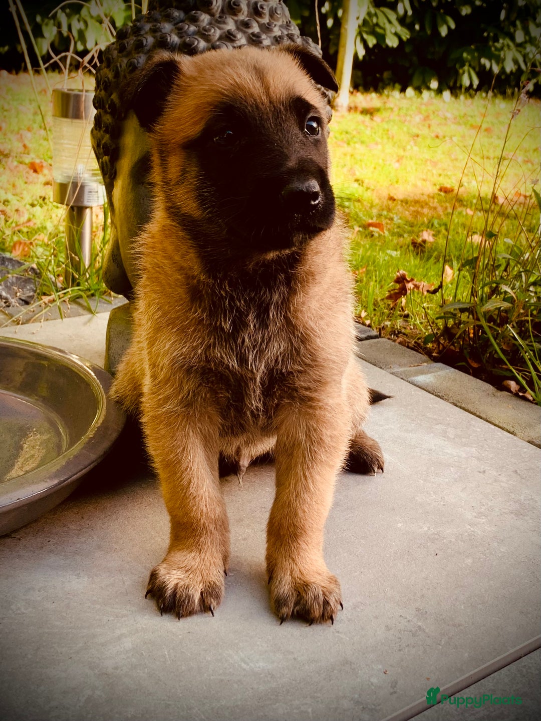 Mechelse Herder honden te koop: Mechelse herder pups met stamboom F.C.I - Advertentie 20