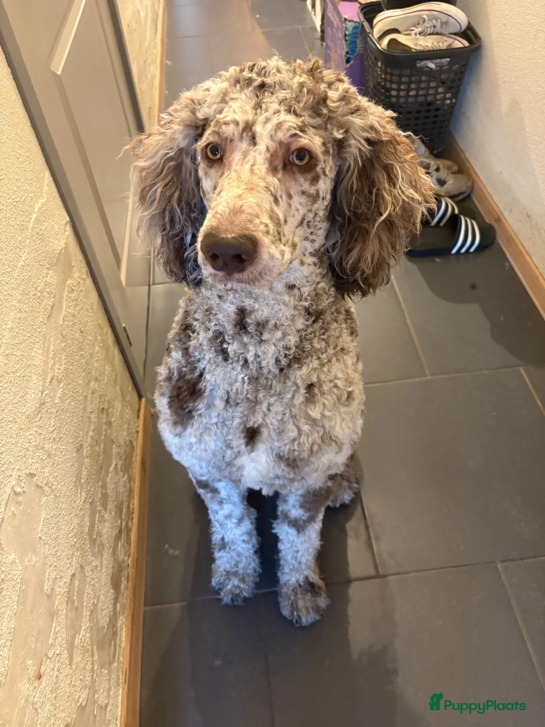 Goldendoodle honden ter dekking: Mooie Goldendoodle Dekreu  - Advertentie 1