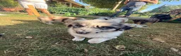 Australian Shepherd honden te koop: Australian Shepherd - Advertentie 8