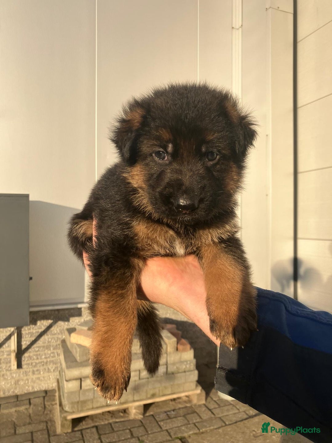 Duitse Herder honden te koop: Duitse Herder Puppy’s met Stamboom! - Advertentie 6