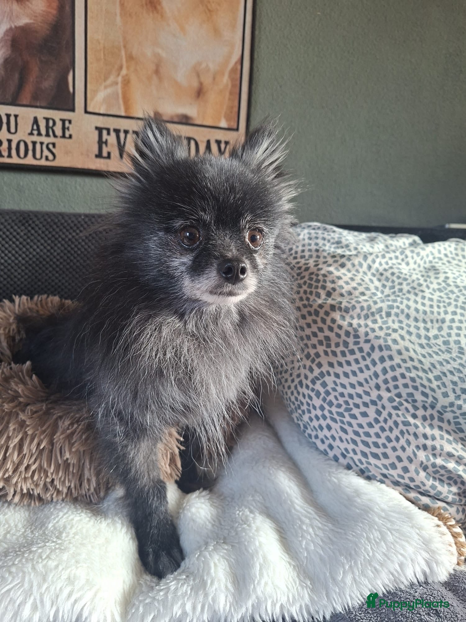 Kruising honden Schattig puppy zoekt een gouden mandje - Advertentie 2