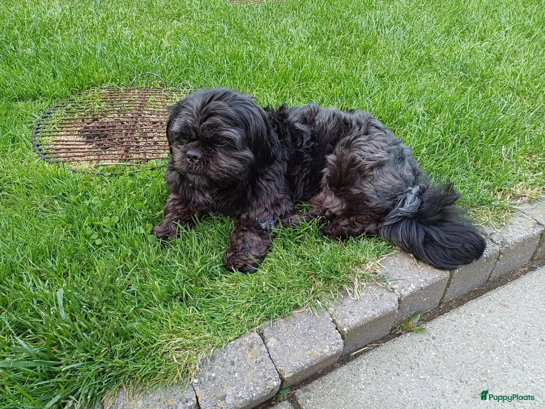 Shih Tzu honden te koop: te koop in Ritthem - Advertentie 2
