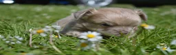 Chihuahua honden te koop: Langharige Chihuahua puppy’s  - Advertentie 6