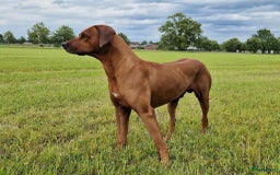 Rhodesian Ridgeback honden te koop: Eenmalig RR nestje-half juni van Keniaanse Teef in Elst - Afbeelding 8