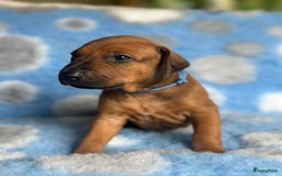 Rhodesian Ridgeback honden te koop: Prachtige en perfecte Rhodesian Ridgeback pups in Oosterbeek - Afbeelding 9