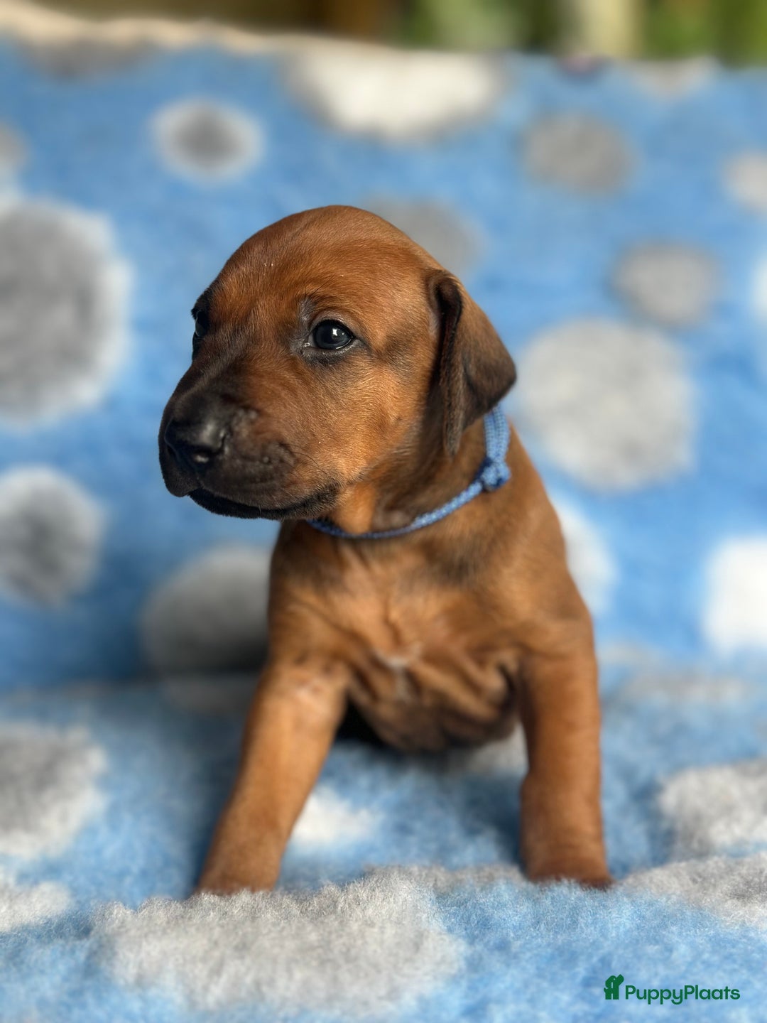 Rhodesian Ridgeback honden te koop: Prachtige en perfecte Rhodesian Ridgeback pups in Oosterbeek - Afbeelding 9
