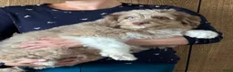 Kruising honden te koop: Mini Aussiedoodle reutjes  - Advertentie 3