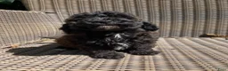Kruising honden te koop: Maltipoo X Labradoodle in Mariahout - Advertentie 9