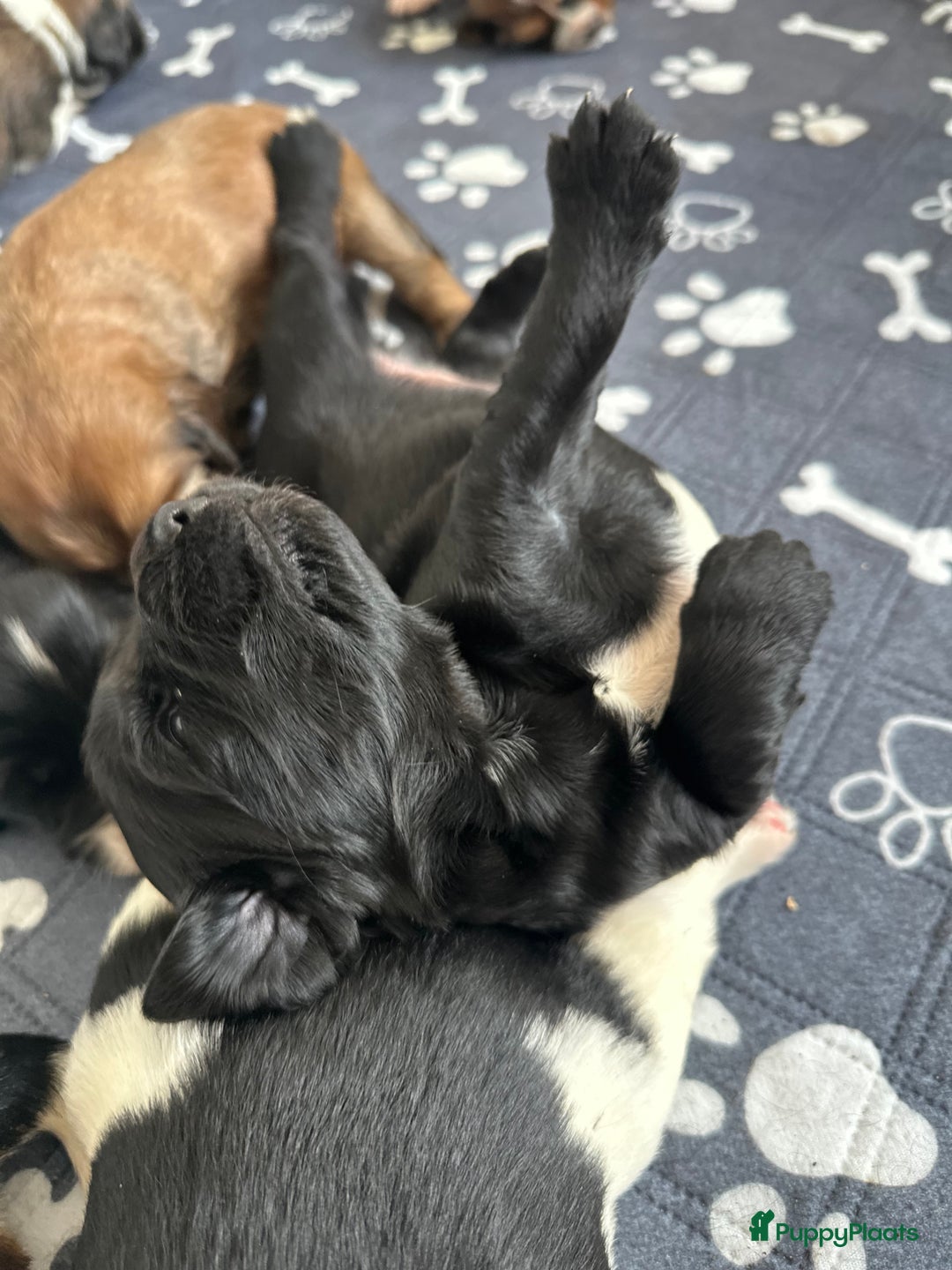 Kruising honden te koop: Nog 2 knuffelbare kruising puppy’s beschikbaar  - Afbeelding 38