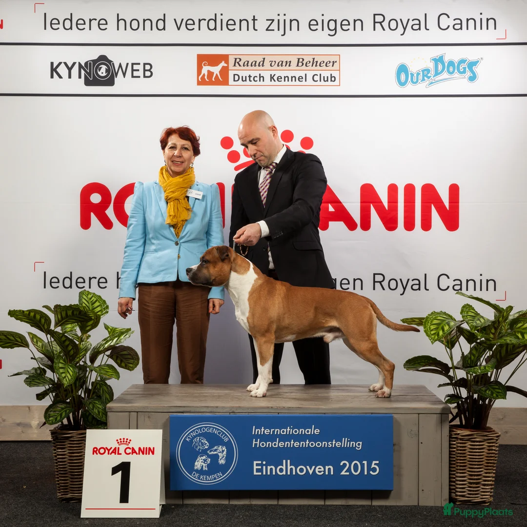 Galerij afbeelding {{count}}