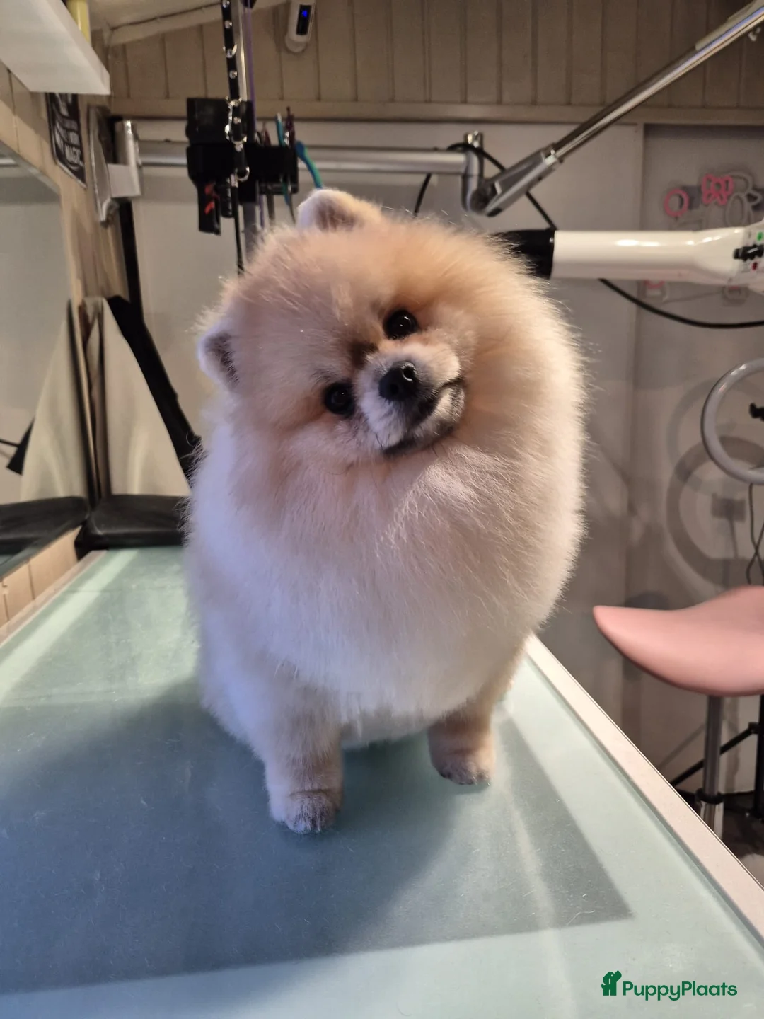Pomeriaan honden te koop: eenjarige Pomeriaan 🐶 - Advertentie 5