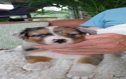 Kruising honden te koop: Kruising Aussie, Toller, Border collie - Afbeelding 1