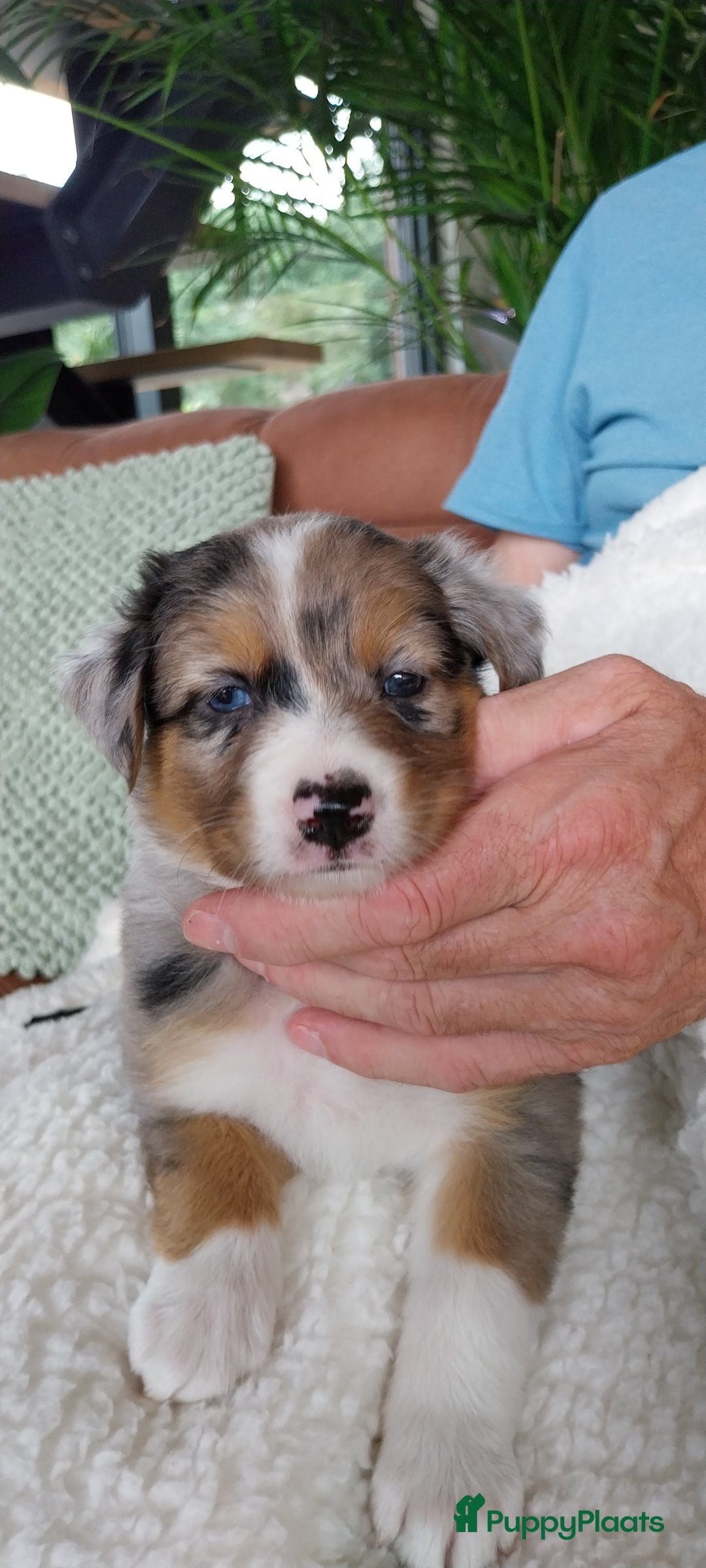 Kruising honden te koop: Kruising Aussie, Toller, Border collie - Afbeelding 1