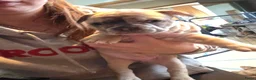 Franse Bulldog honden te koop: Franse bulldog pupjes - Advertentie 30