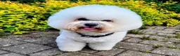 Bichon Frisé honden te koop: Koningshond: Bichon Frisé - Advertentie 8