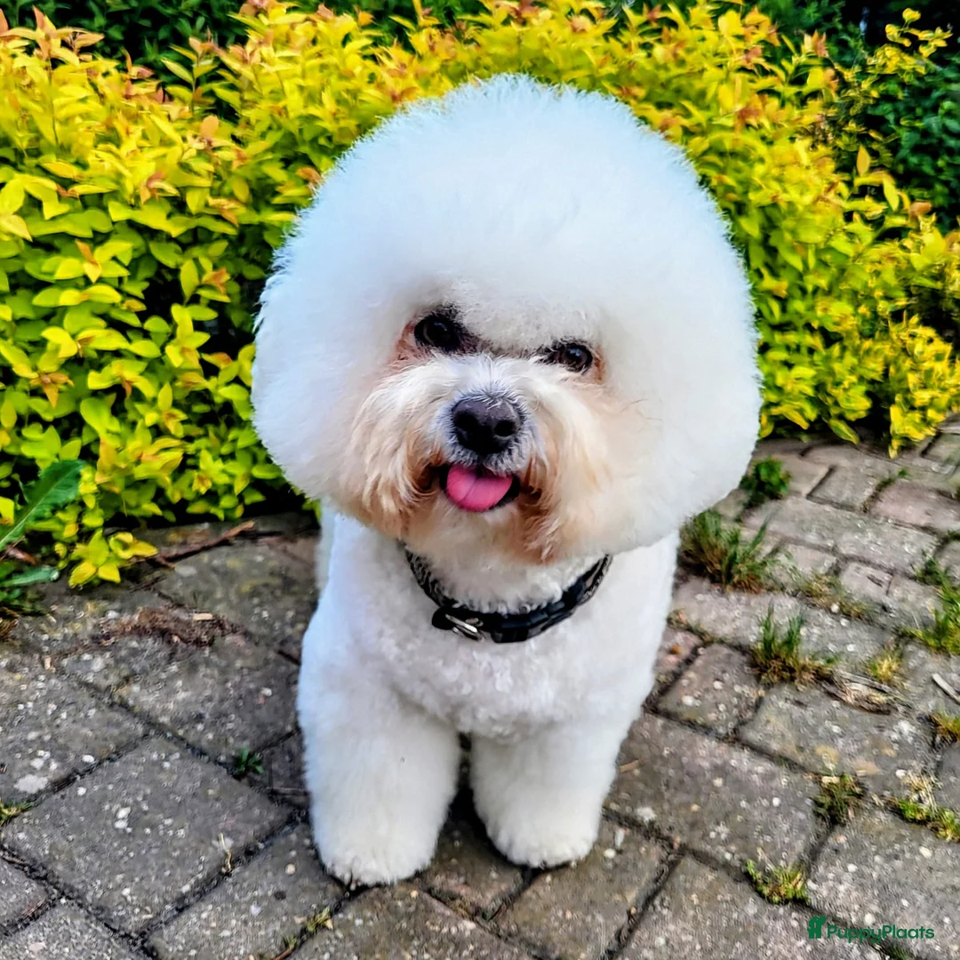 Bichon Frisé honden te koop: Koningshond: Bichon Frisé - Advertentie 8