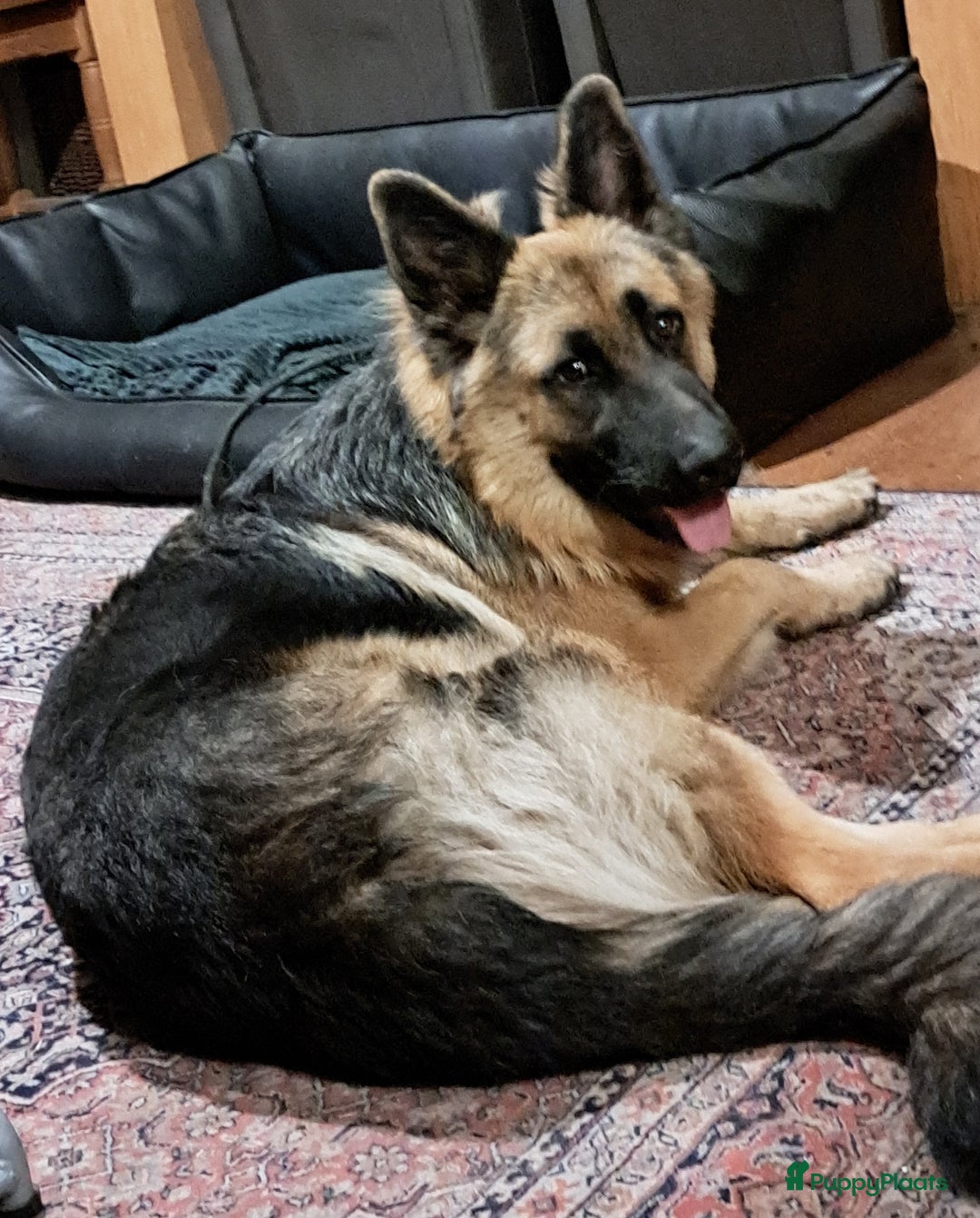 Duitse Herder honden te koop: Langstokharige zw. en zw.br. Duitse Herder puppies - Advertentie 17