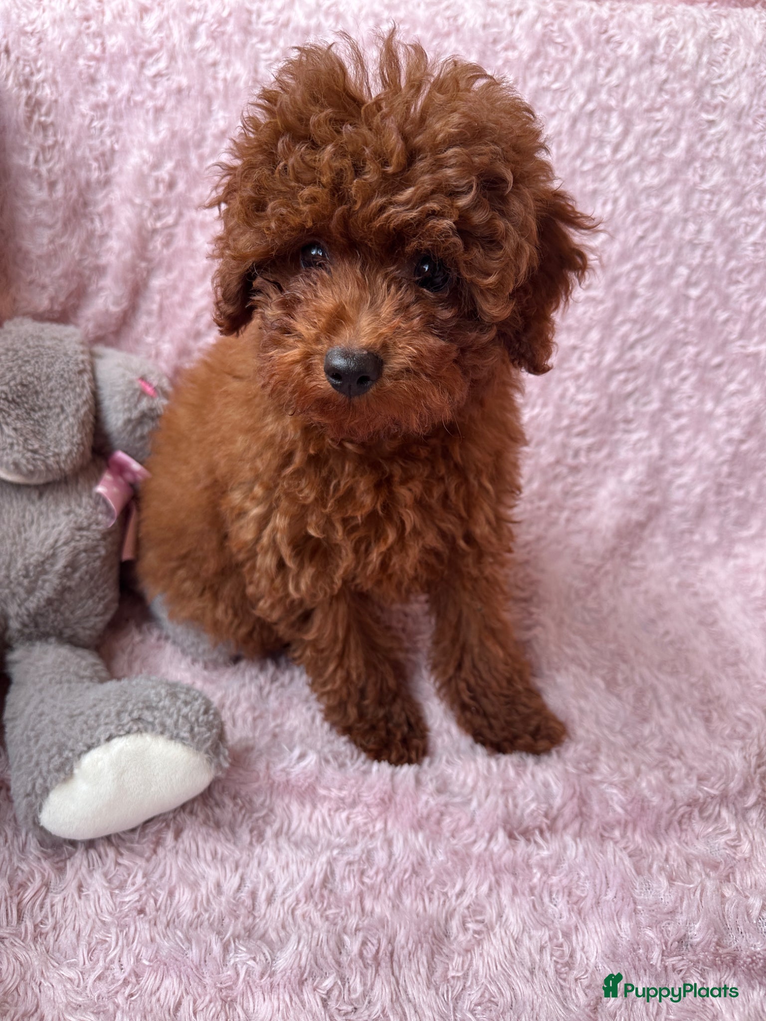 Poedel Toy honden Toypoedel puppy’s – liefdevolle gezinnen gezocht - Advertentie 3